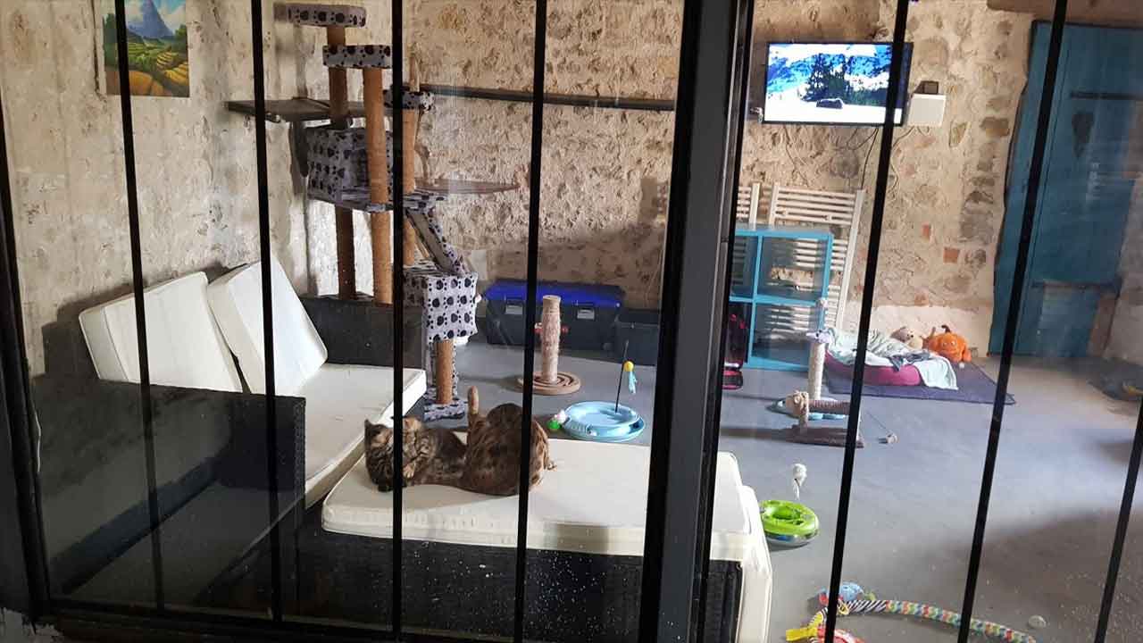 Un espace conçu pour le bien-être et la sécurité de nos petits félins.