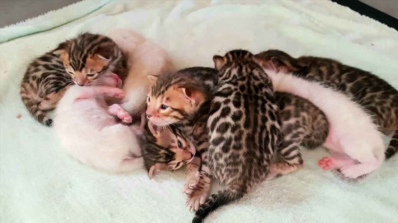 Des chatons bien dans leurs pattes...