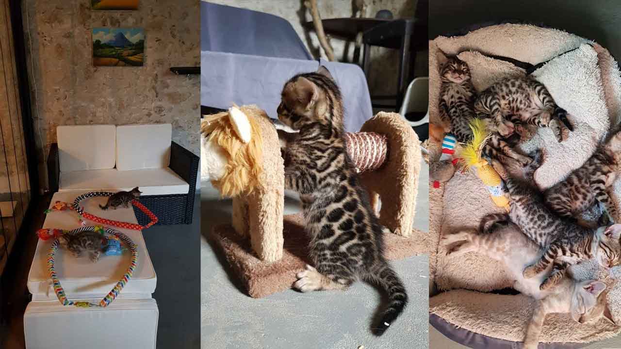 Des espaces intérieurs confortables qui privilégient la sécurité, l'hygiène et le jeu dans une atmosphère où sons et couleurs sont pensés pour que nos Bengals soient épanouïs...