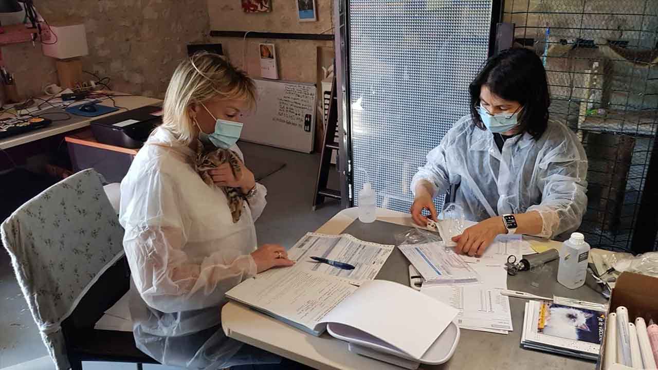 Cela afin d'éviter stress et contamination par des animaux en provenance de l'extérieur.