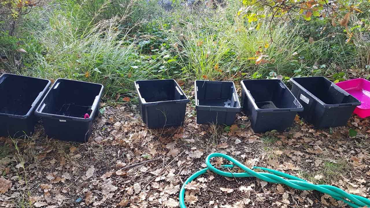 L'hygiène, une priorité... Les bacs à litière sont changés,lavés et séchés au soleil, sols et environnement désinfectés quotidiennement.