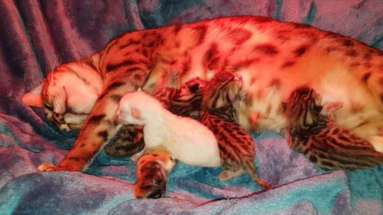 Mise bas sous surveillance.