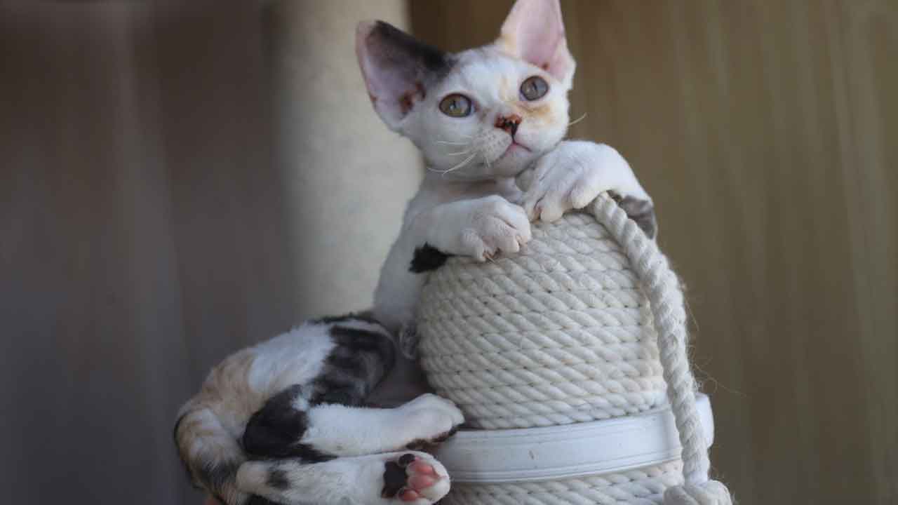 500531953_2575137406160654_3133569099242162046_n