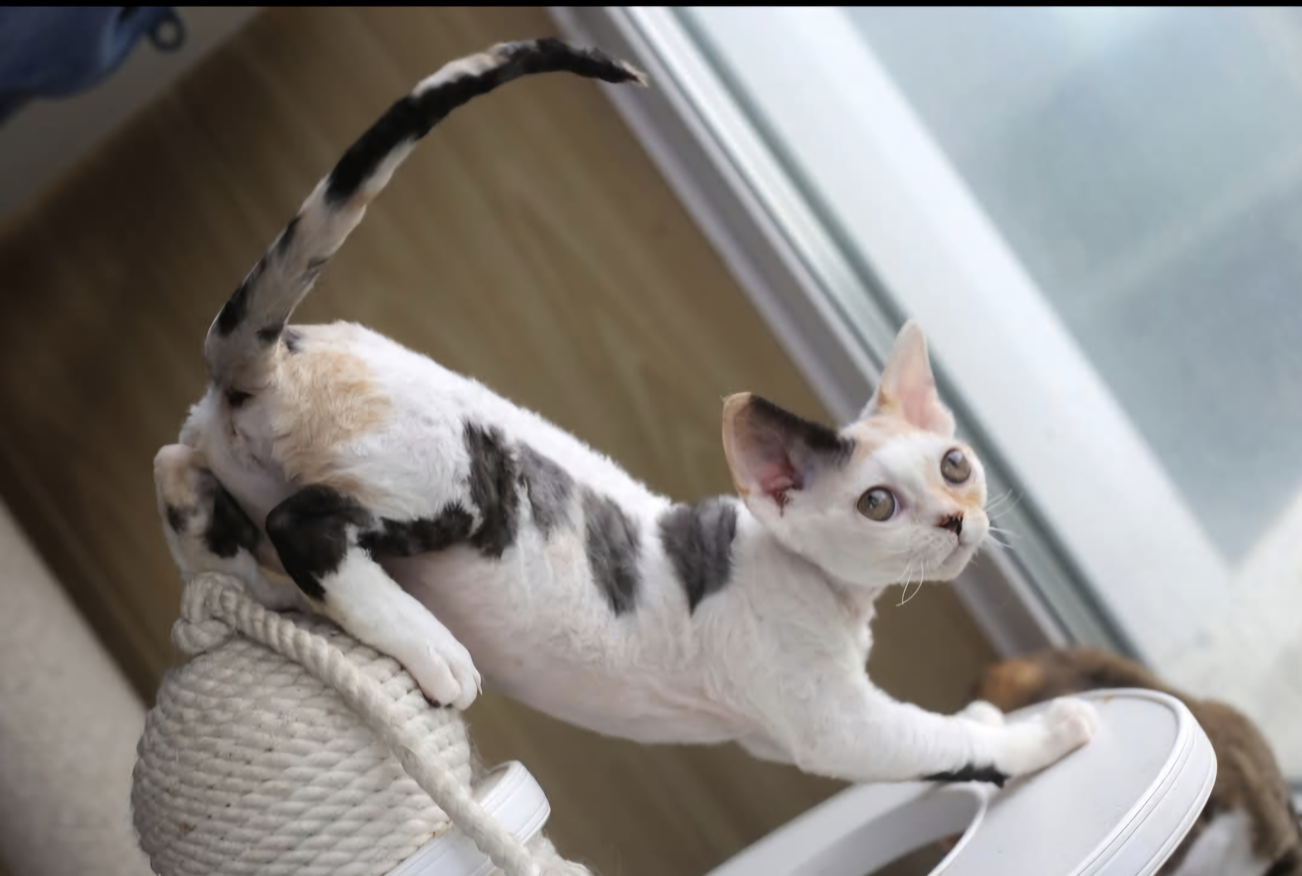 Devon rex