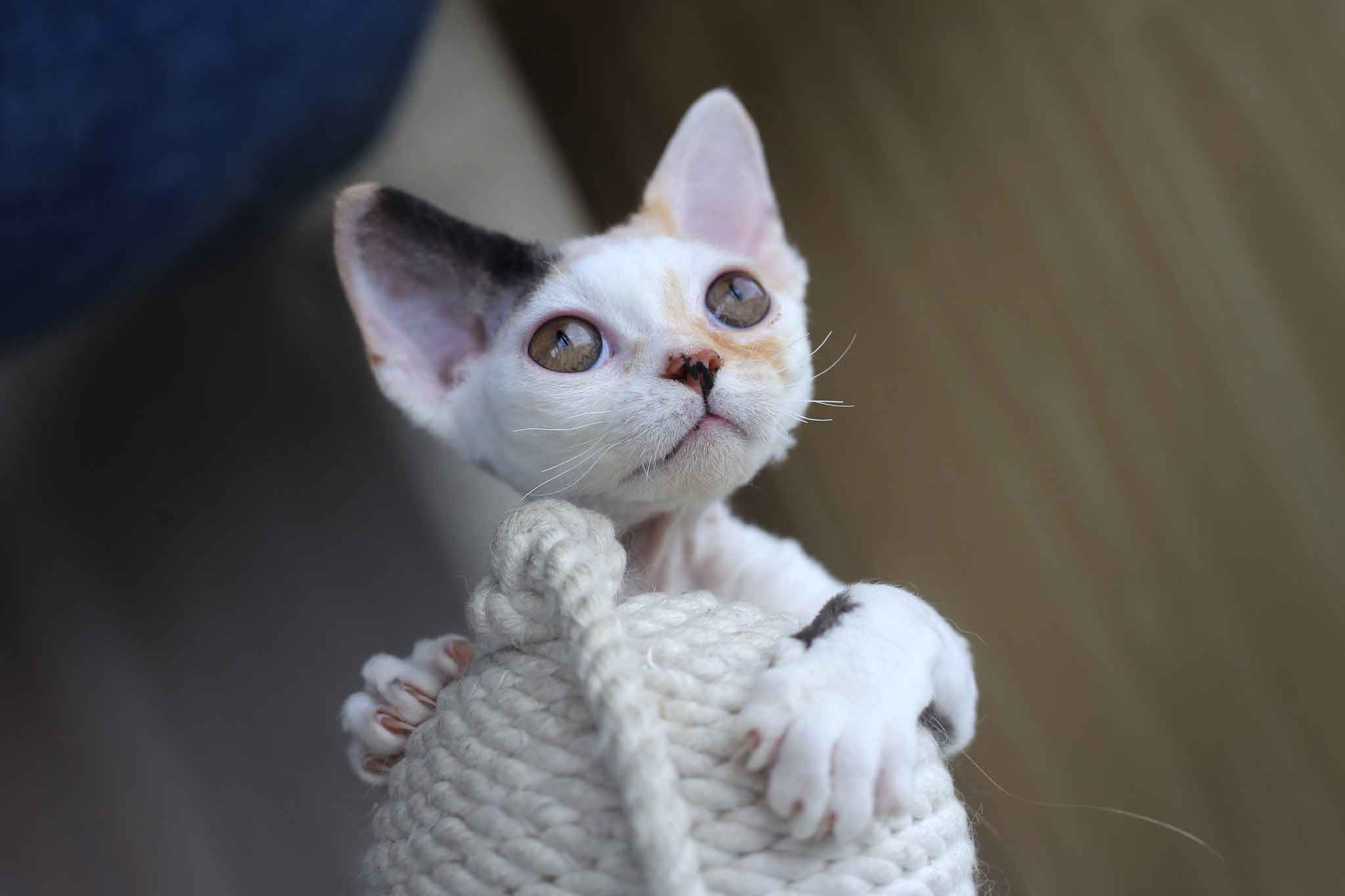Devon rex