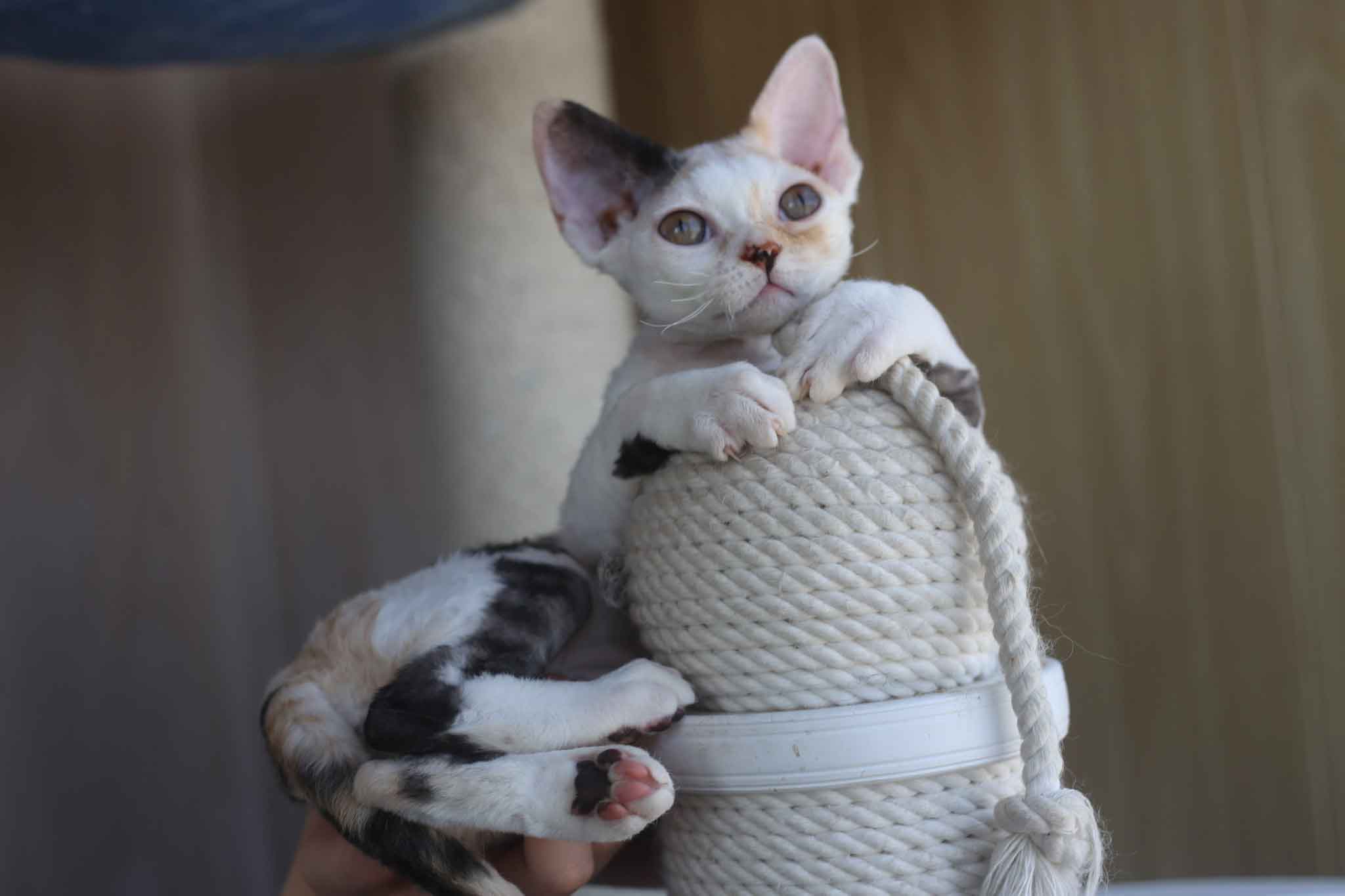 Devon rex