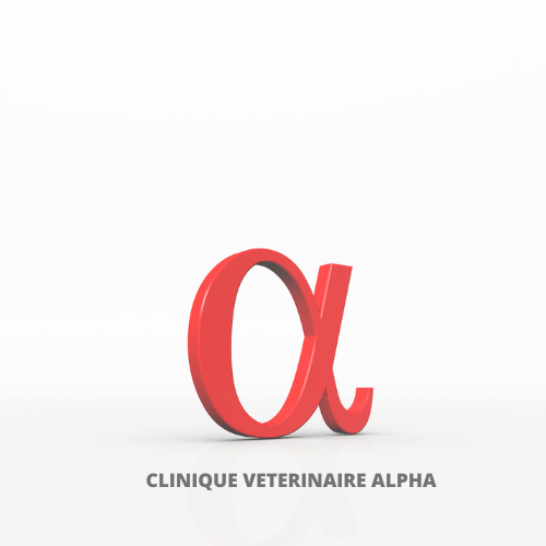 Clinique vétérinaire Alpha Cannes