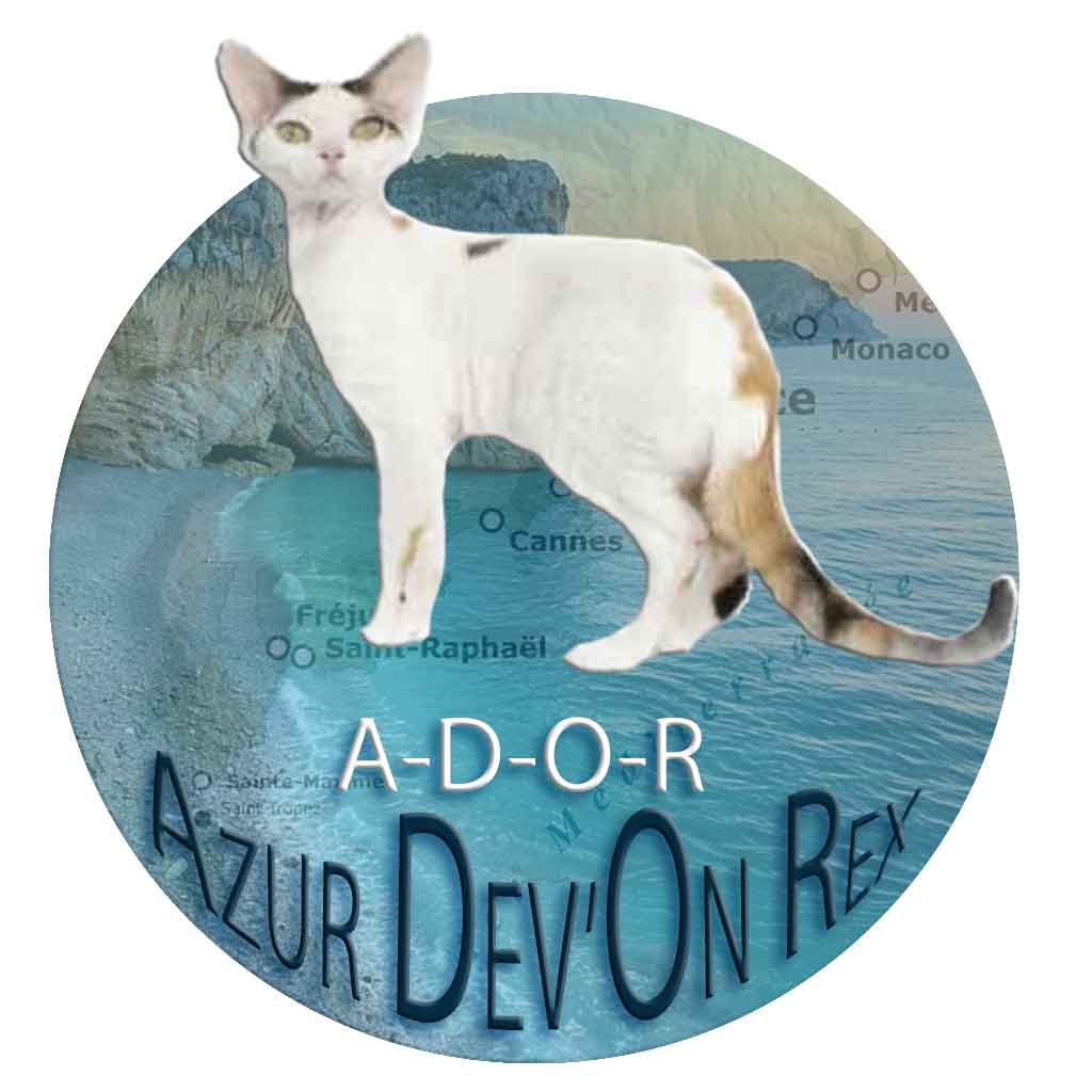 Logo Azur Devon Rex