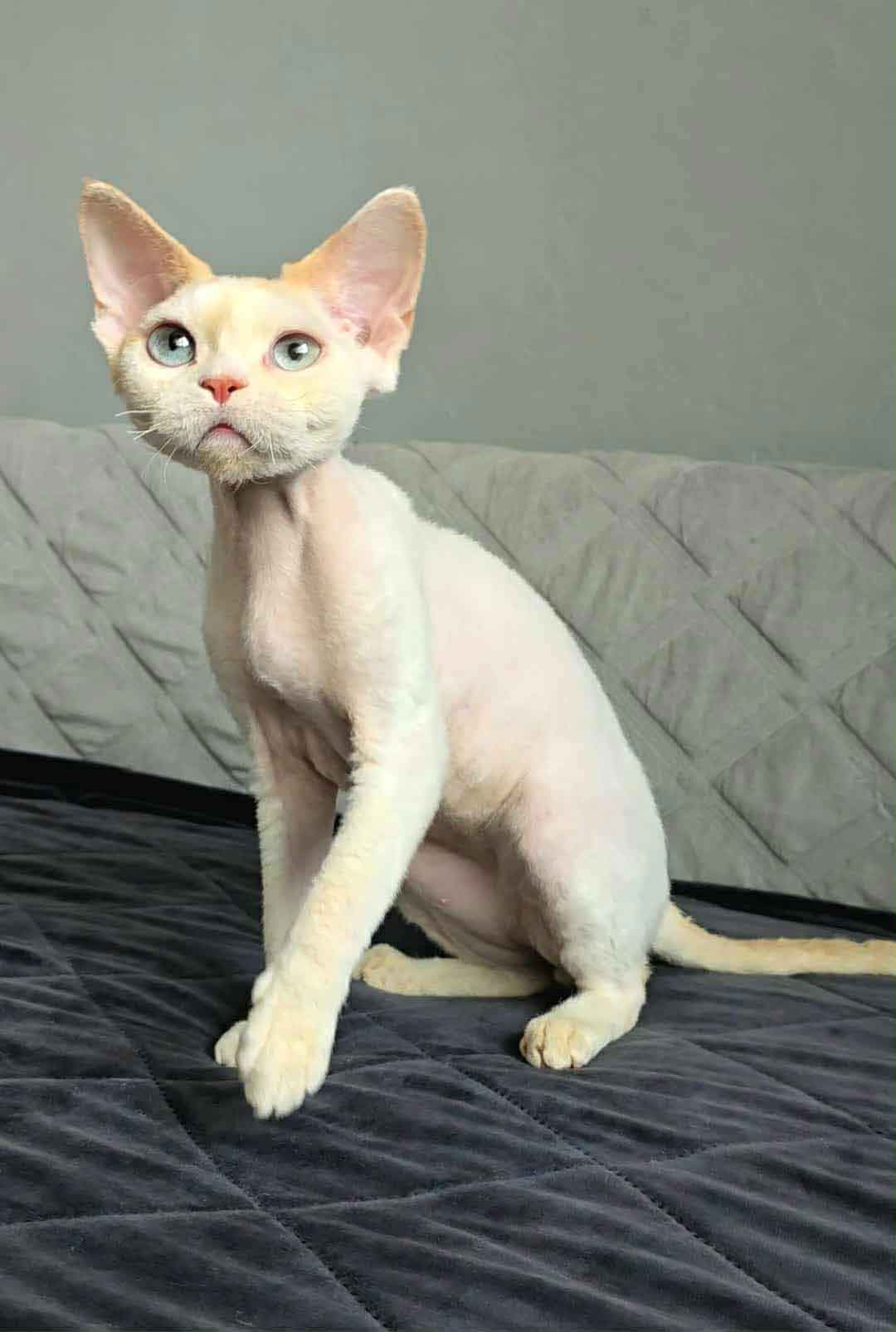 Devon rex