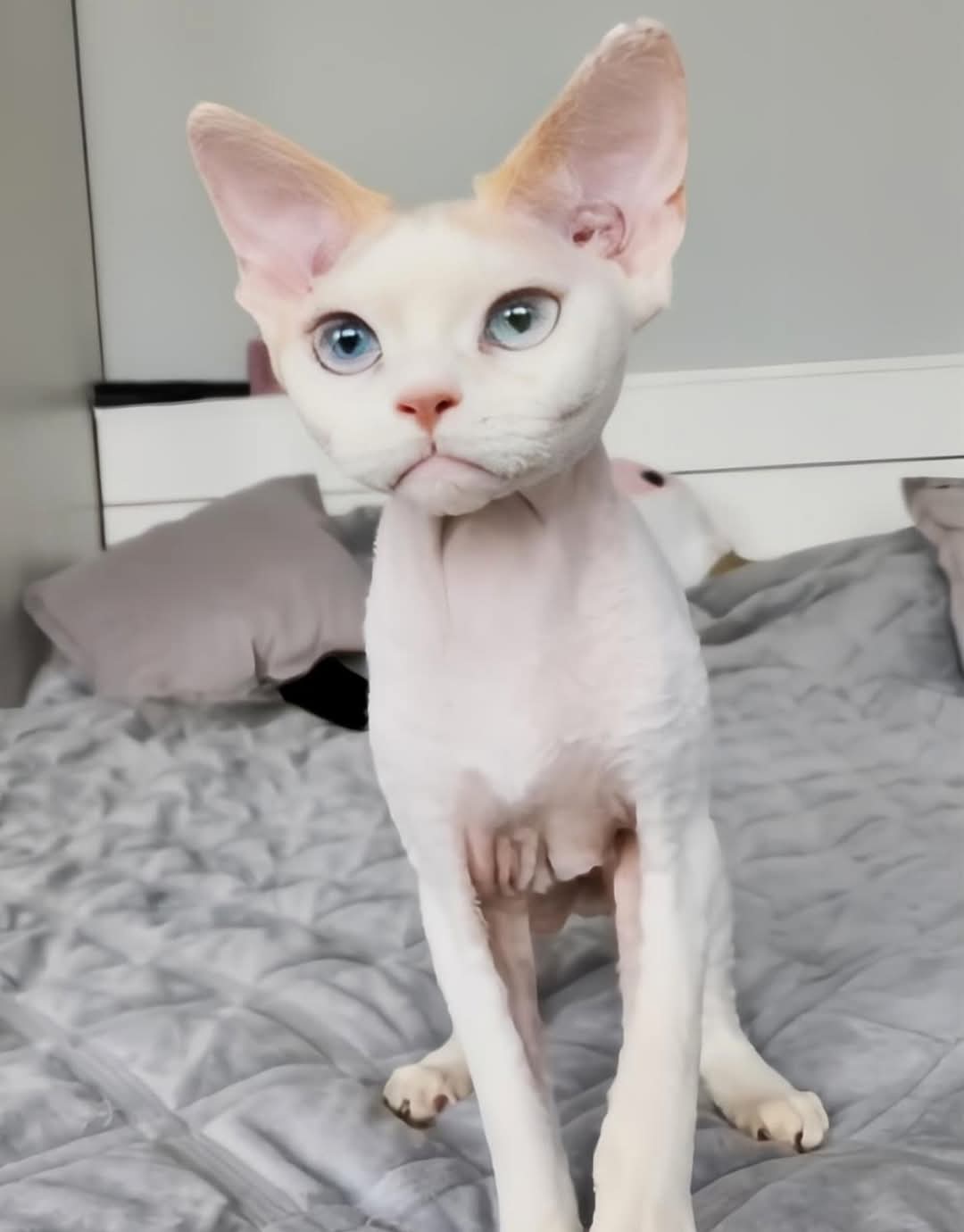 Devon rex