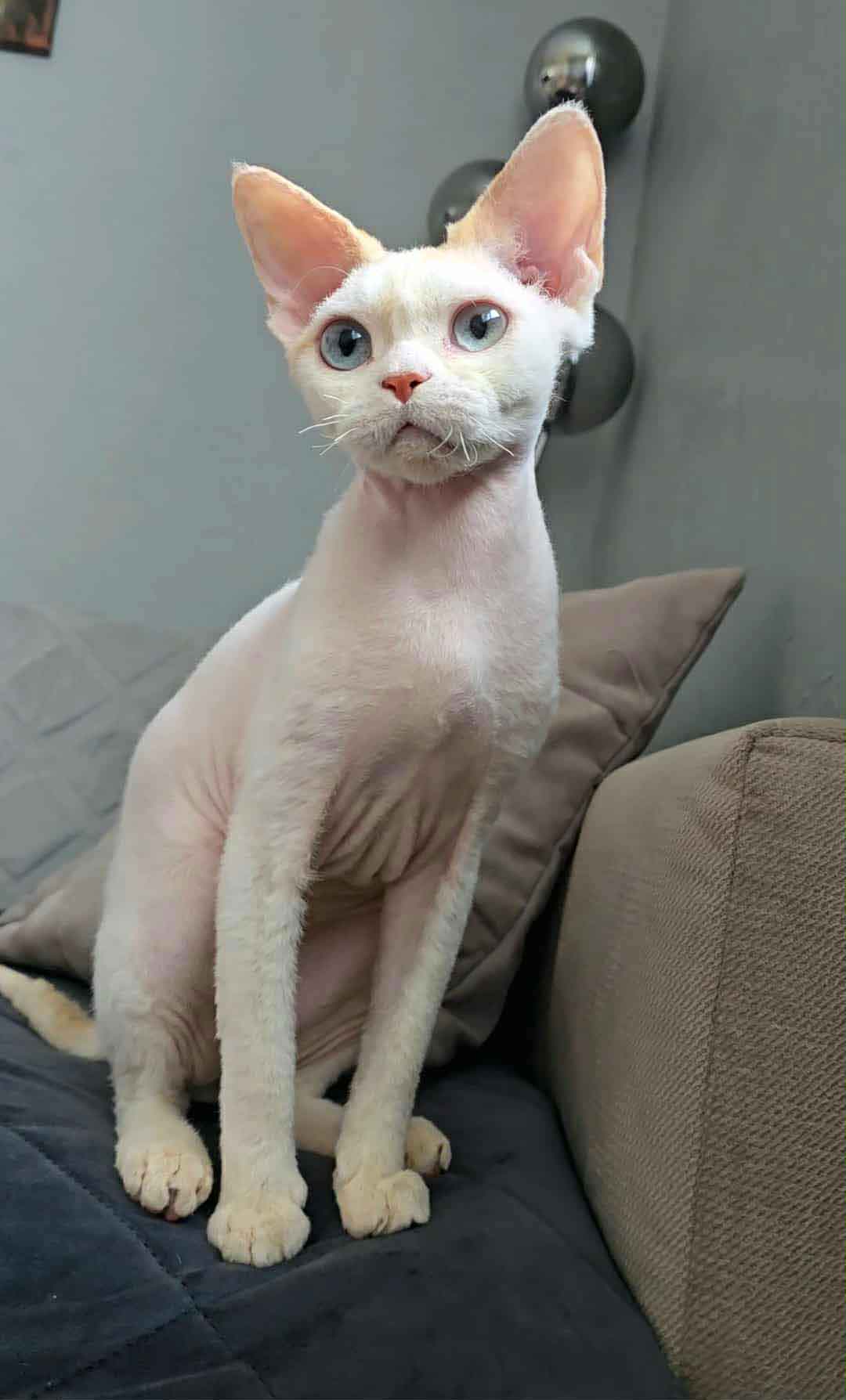 Devon rex