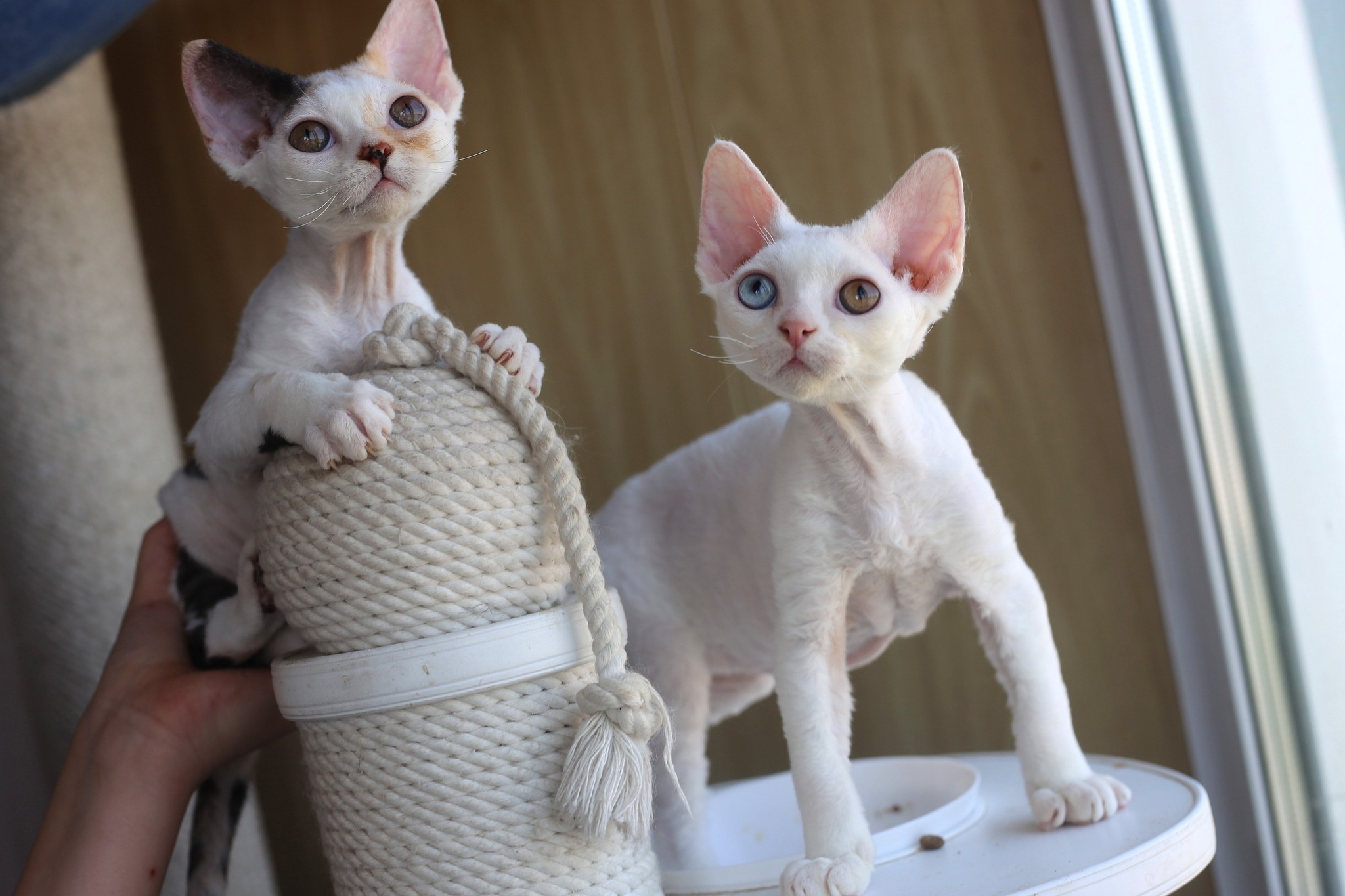 Chat devon rex